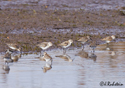 Calidris mauri